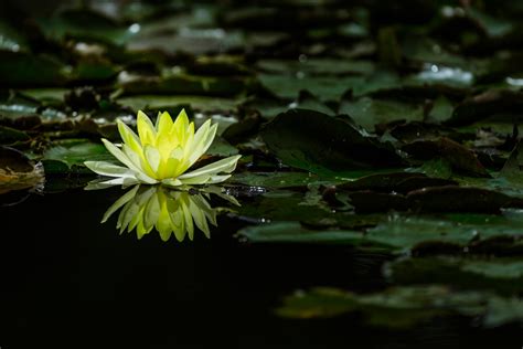 Free Images : tree, nature, branch, blossom, sunlight, leaf, flower, pond, green, reflection ...