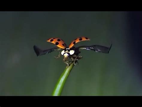 Ladybug flying in slow motion -VERY COOL TO WATCH - YouTube