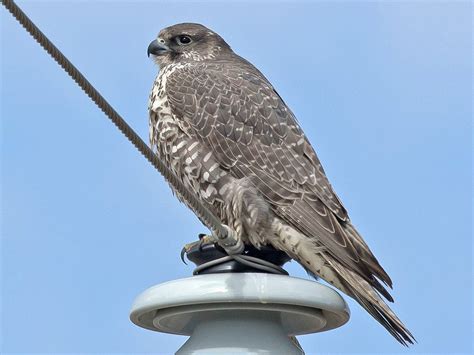 Gyrfalcon - eBird