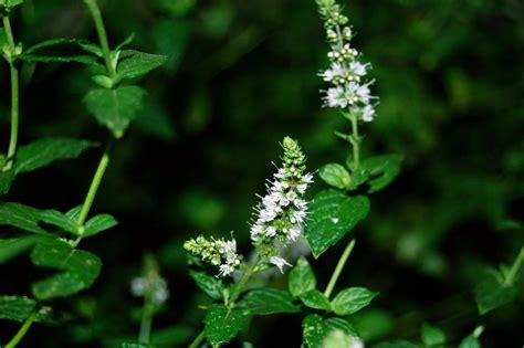 Spearmint Flowers | Abbey Forney | Flickr