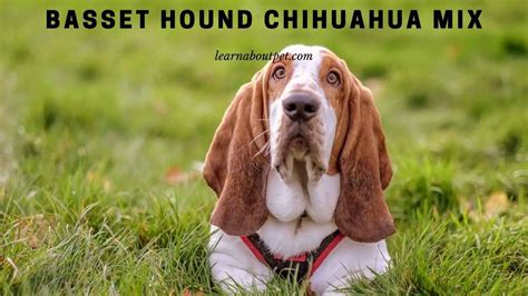 Basset Hound Chihuahua Mix : 3 Cool Pictures, Temperament