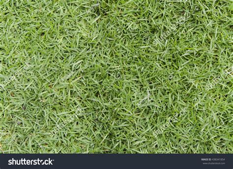 Green Grass Turf Stadium Floor Texture Foto Stok 438341854 | Shutterstock