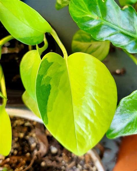 Variegated Neon Pothos: Top 5+ Easy Care