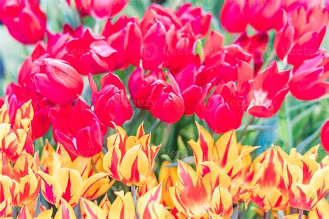 colorful red and yellow tulips background 9997048 Stock Photo at Vecteezy