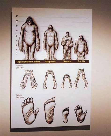 Gigantopithecus Facts