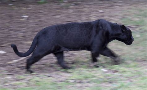 black wild cats in michigan - Clarence Plunkett