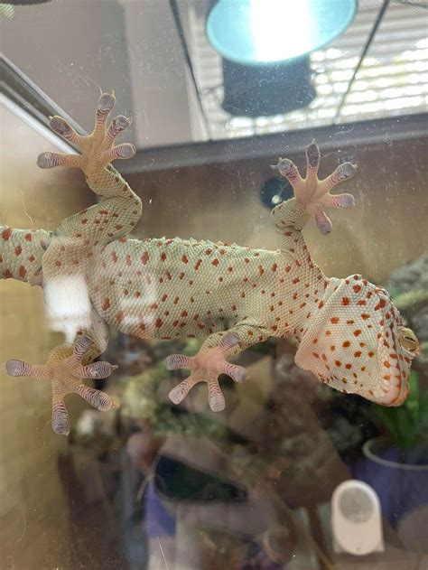 Calling all sticky toed gecko owners.: geckos in 2021 | Gecko, Sticky ...