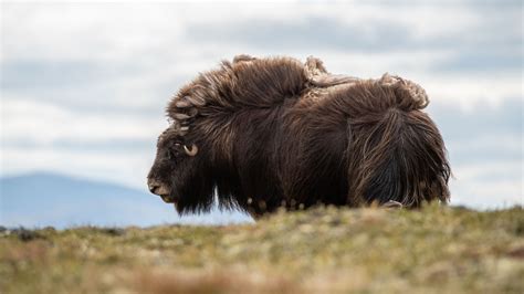 Musk oxen - Dovrefjell-Sunndalsfjella nasjonalpark