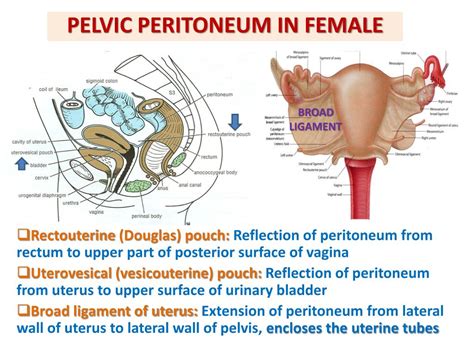 Female Reproductive System