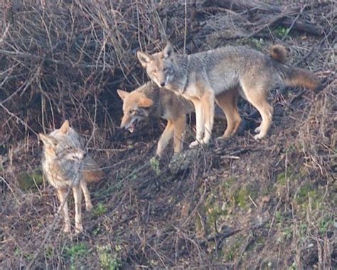 Communication: Coyote behavior | Coyote Yipps