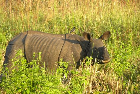 Bardiya National Park 4 Days Jungle Safari & Tour | Himalayas on Foot