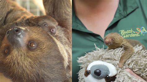 Adorable baby sloths born at Busch Gardens Tampa Bay - ABC7 San Francisco