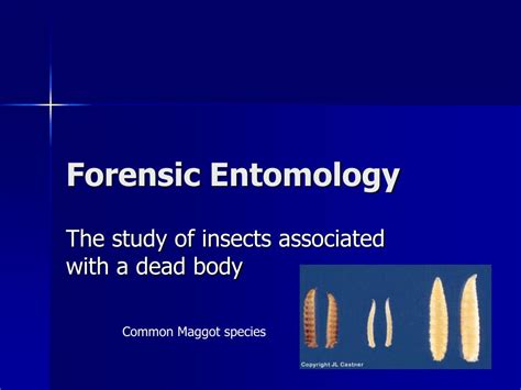 PPT - Forensic Entomology PowerPoint Presentation, free download - ID ...