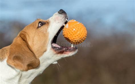 Dog Catching a Ball - Beagle Stock Image - Image of fetch, copyspace: 112412525