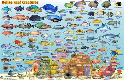 Belize Maps, Dive/Fish ID Cards