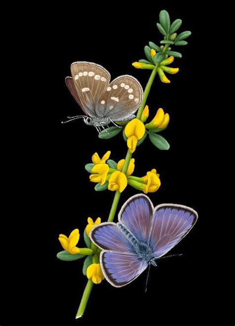 An icon of anthropogenic extinction: Xerces Blue butterfly genome sequenced