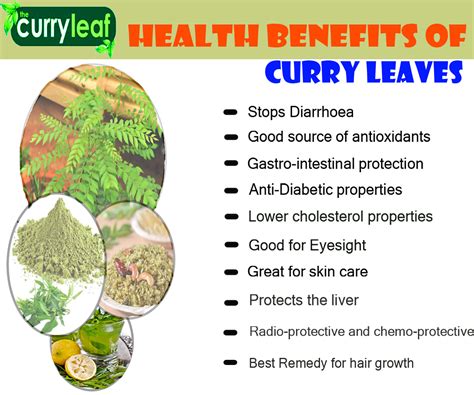 Curry Leaf Tree Origin And Its Nutritional Value - Veggies Info | Veggies Info