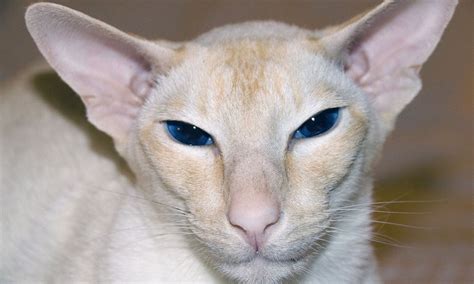 13 Cat Breeds With Blue Eyes | BeChewy