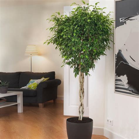 Braided Benjamina Ficus Trees for Sale | FastGrowingTrees.com