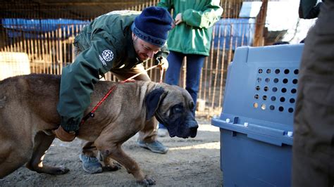 South Korea to ban eating dog meat | World News | Sky News