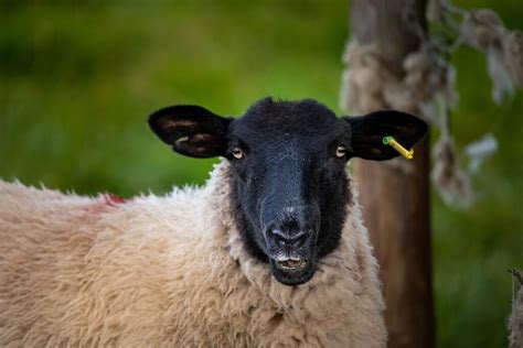 Sheep Diseases: Symptoms & Treatment for Common Diseases in Sheep - 2023 Review - Butterfly Labs