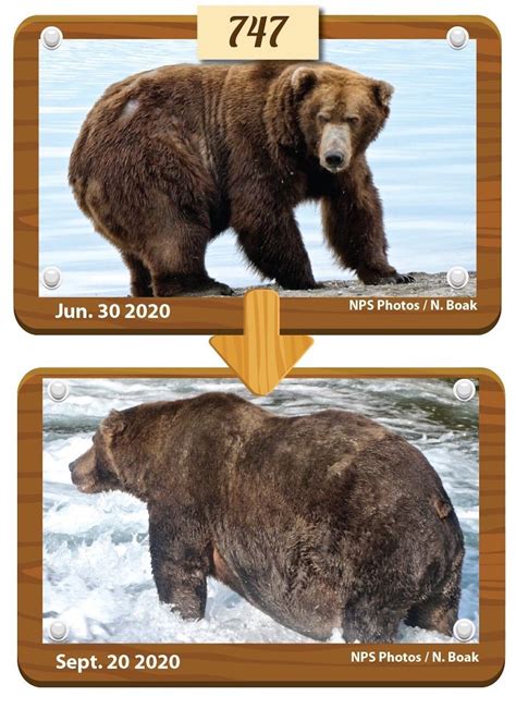 Bear 747 wins Katmai National Park's Fat Bear Week