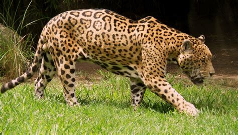 Read about the North American jaguar here