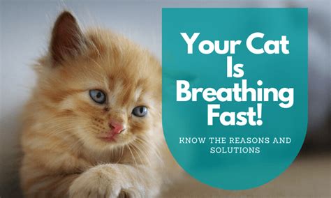 Your Cat Is Breathing Fast: Know the Reasons and Solutions