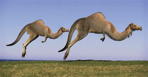 Australian Outback Animal - The Insane Animals Of The Australian ...