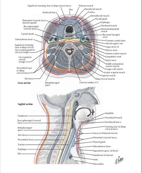 3. Fasciae & spaces of the neck | RANZCRPart1 Wiki | Fandom