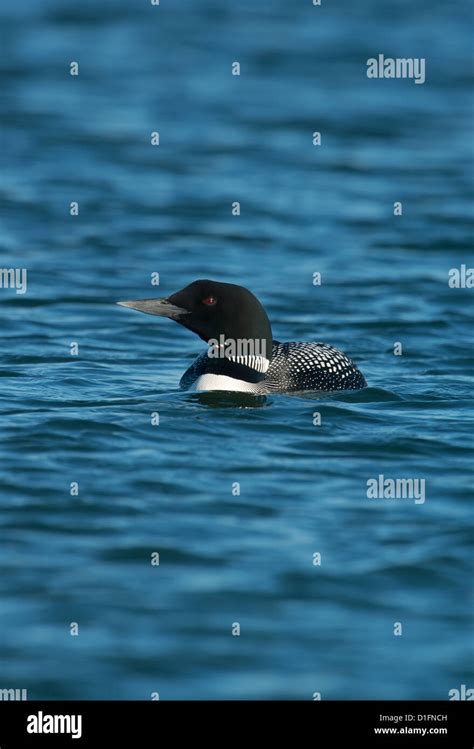 Great Northern Diver in breeding plumage portrait Stock Photo - Alamy