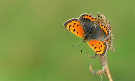 Small Copper | Butterfly Conservation