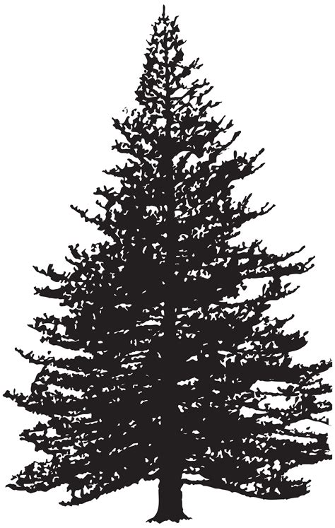 Clip art Fir Drawing Pine Image - tree png download - 5074*8000 - Free Transparent Fir png ...