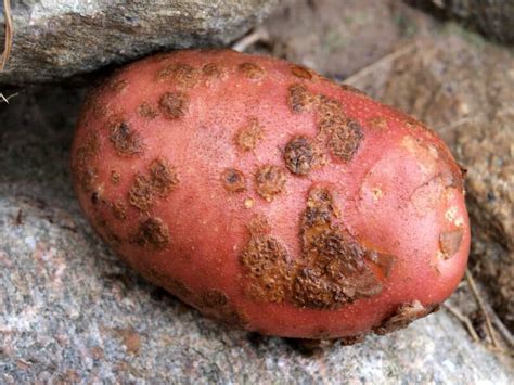 What Is Potato Scab and How Can You Best Prevent It