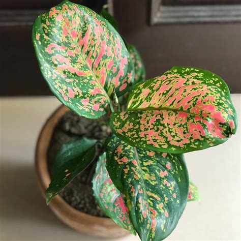 Aglaonema Pink Dalmatian Plant - Nestreeo.com