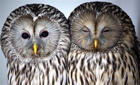 URAL OWLS | F A Z | Flickr