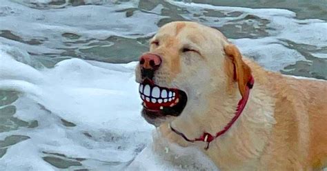 This Funny Teeth Dog Ball Gives Your Dog Human Teeth When They're Holding It