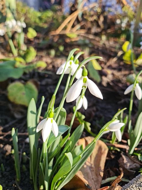 Snowdrops White Flowers Nature - Free photo on Pixabay - Pixabay