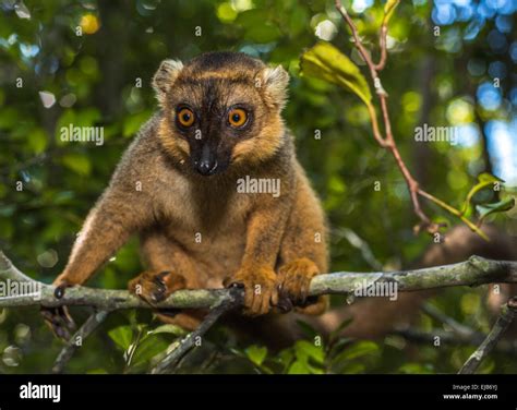 Lemur of Madagascar Stock Photo - Alamy