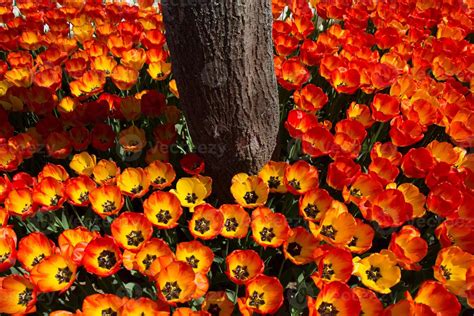 Orange color tulip flowers in the garden 15273199 Stock Photo at Vecteezy