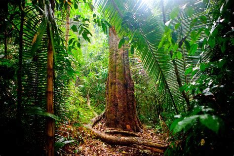 Look At This: Rain Forest Was Here - NPR