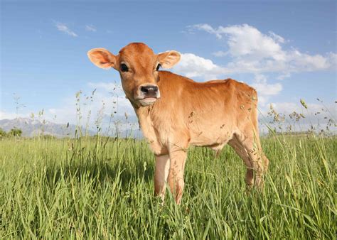 Udderly Adorable Baby Cows and Goats