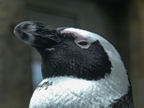 African Penguin Facts, Profile, Traits, Behavior, Habitat, Diet - Rhino Rest