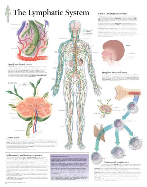 Lymphatic System Poster - Clinical Charts and Supplies