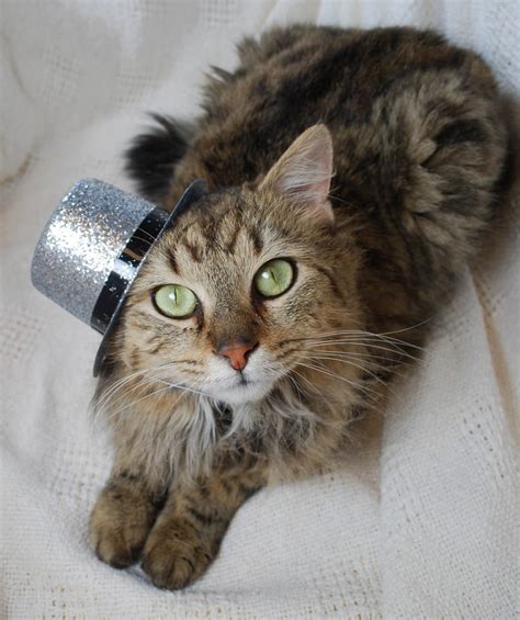 20 Adorable Pictures of Cats In Hats