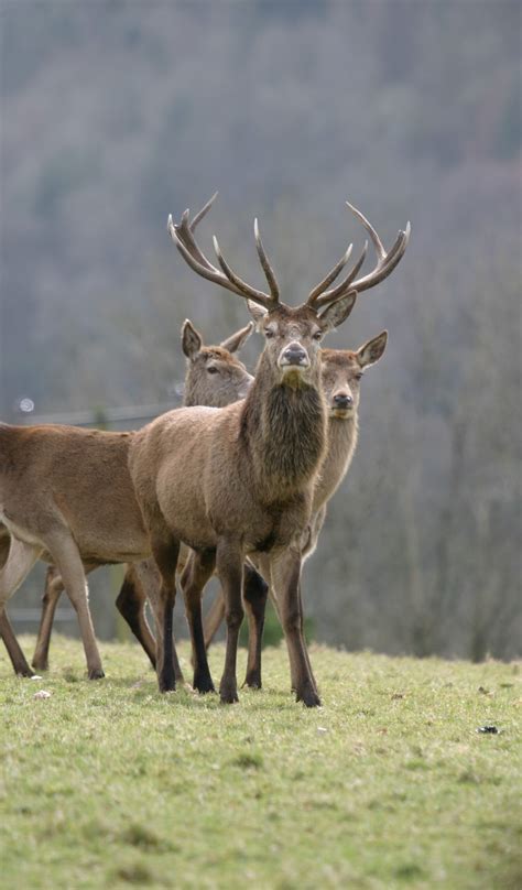 Stag Hunting - the facts - Action Against Staghunting