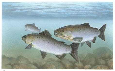 Free picture: pacific, salmon, fish, underwater, oncorhynchus