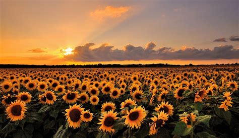 A sunflower sunset : pics