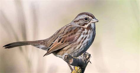 Song Sparrow - Nest | Habitat | Food | Call | Facts | Migration - Bird Baron