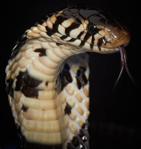 Poisonous snake snakes in the Congo jungle